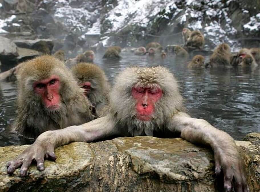 japan+macaques+in+hot+pool