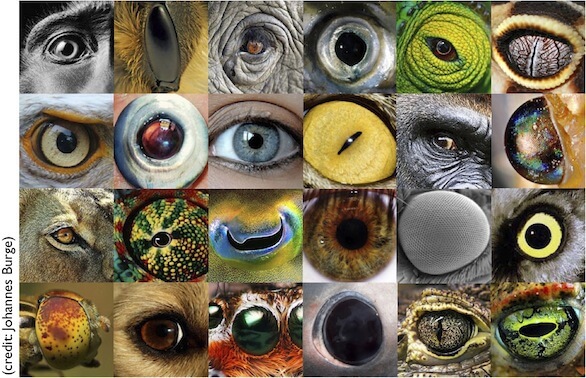 oči zvieracích druhov